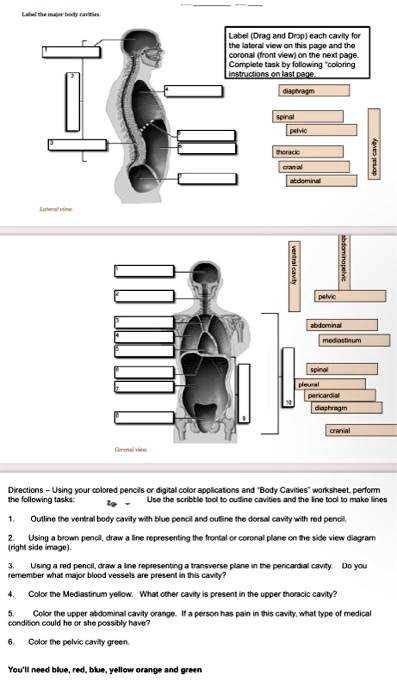 body planes and cavities worksheet body planes and cavities worksheet