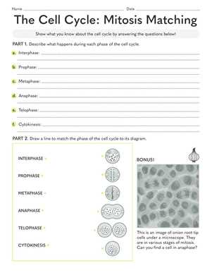 the cell cycle and mitosis worksheet