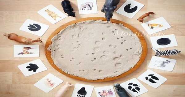 australian animal tracks worksheets