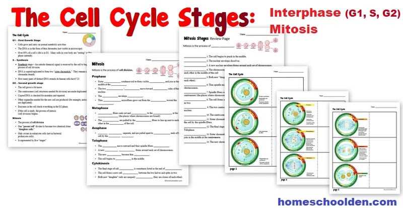 the cell cycle worksheet