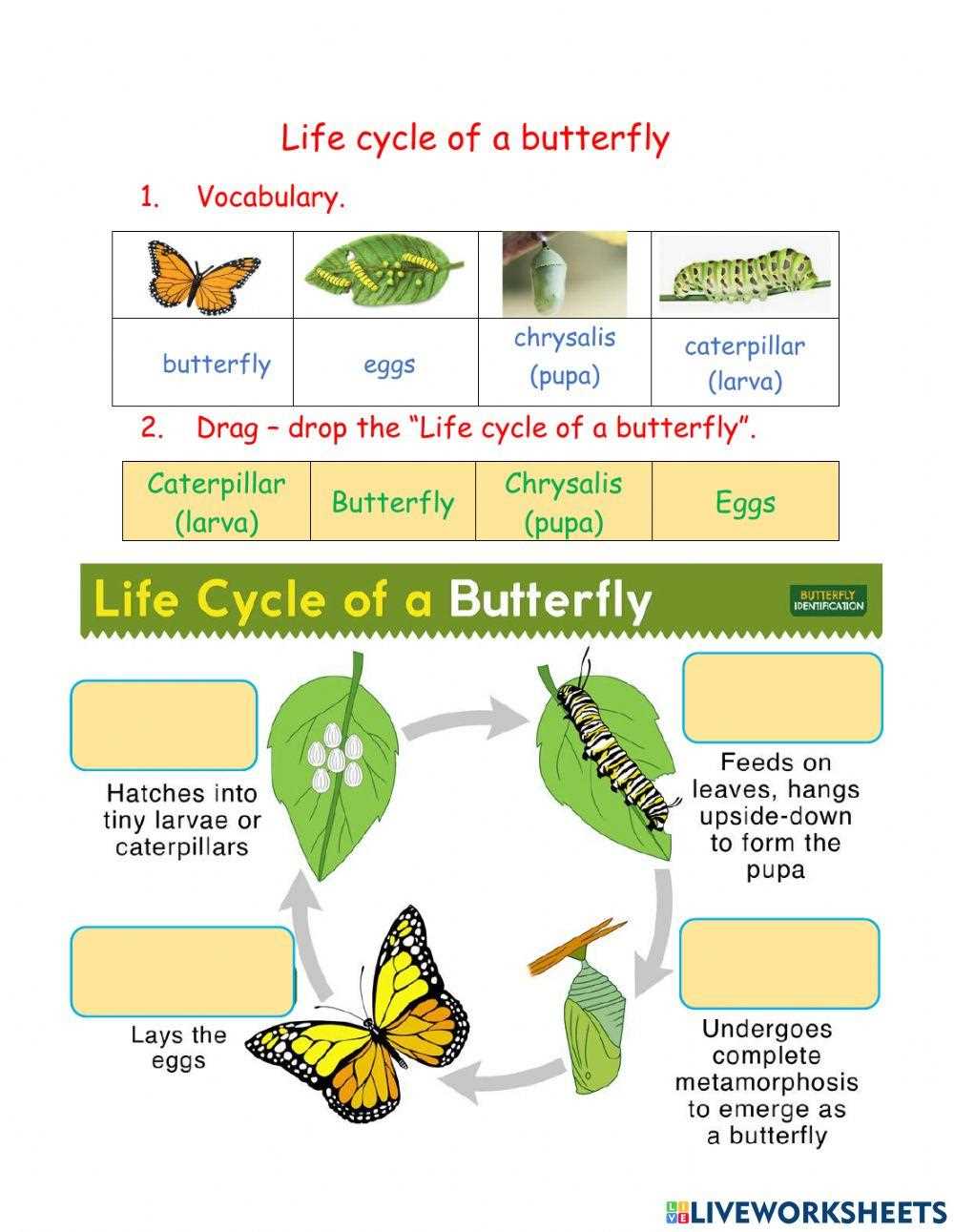 caterpillar life cycle worksheet