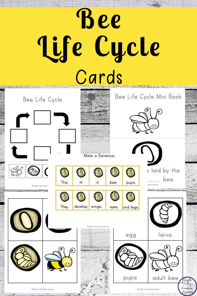 free printable bee life cycle worksheets free printable bee life cycle worksheets