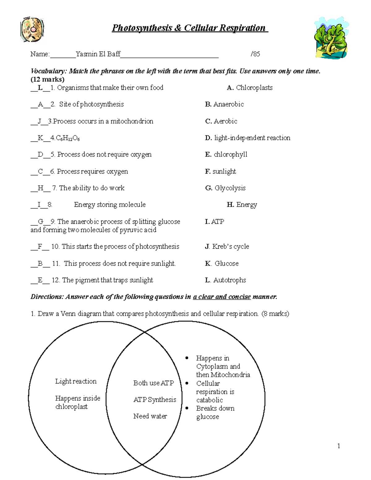 photosynthesis cellular respiration worksheet