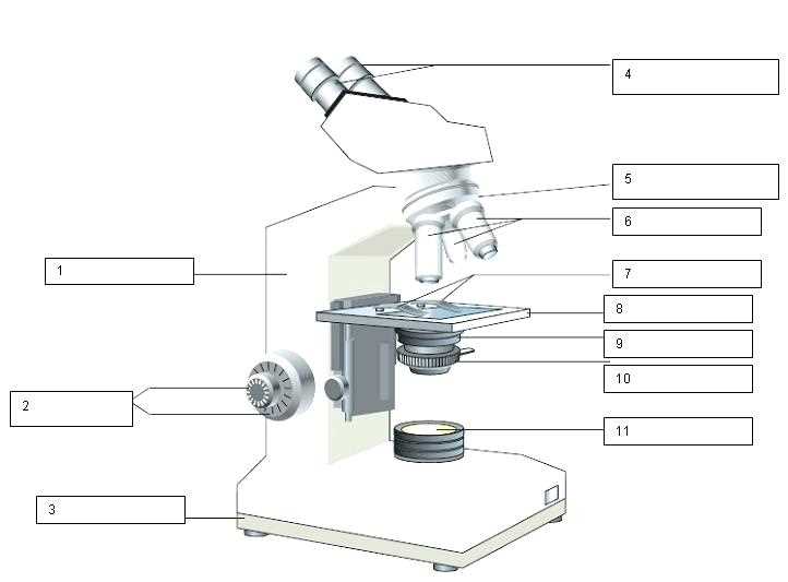 blank microscope parts worksheet