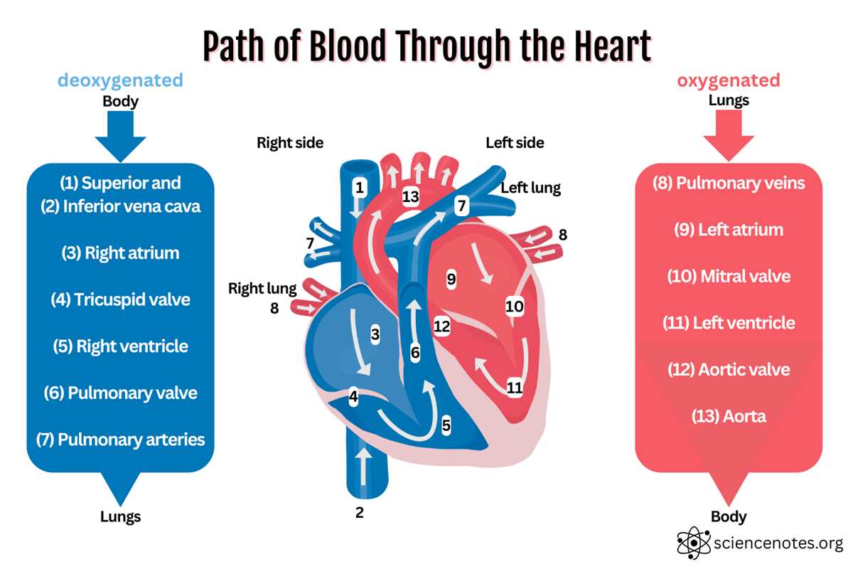 anatomy of the heart worksheet