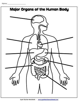 free printable human body systems worksheets