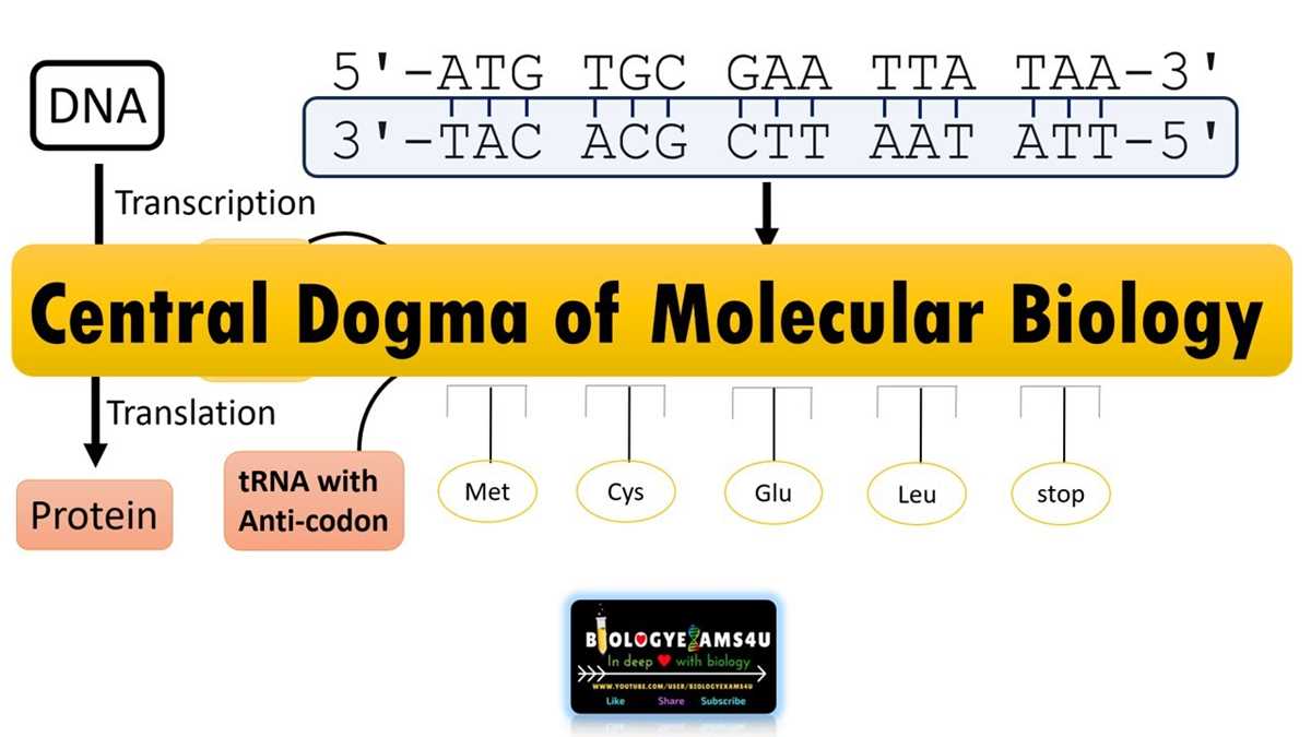 class 14 central dogma capstone worksheet