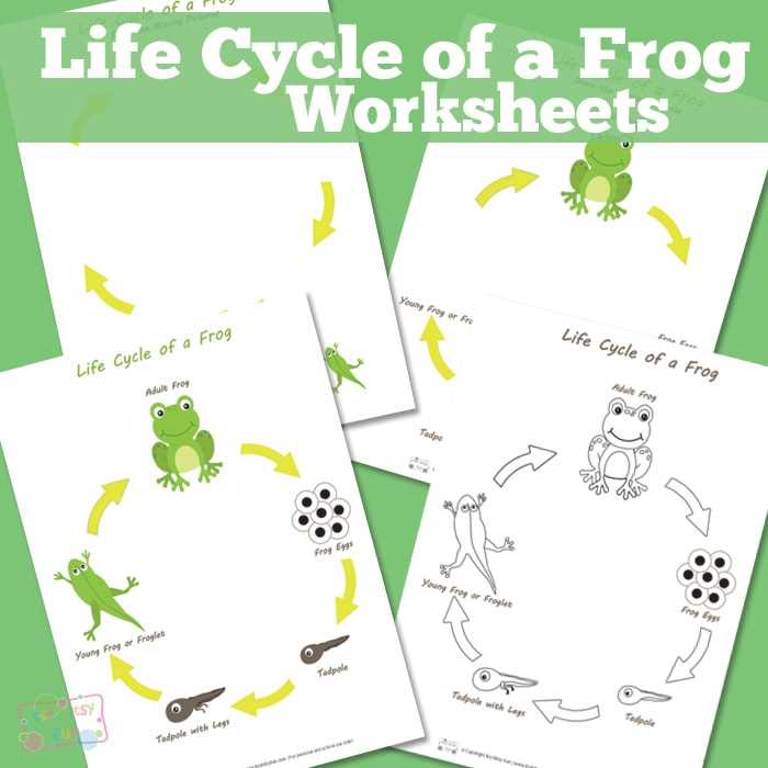 free frog life cycle worksheet
