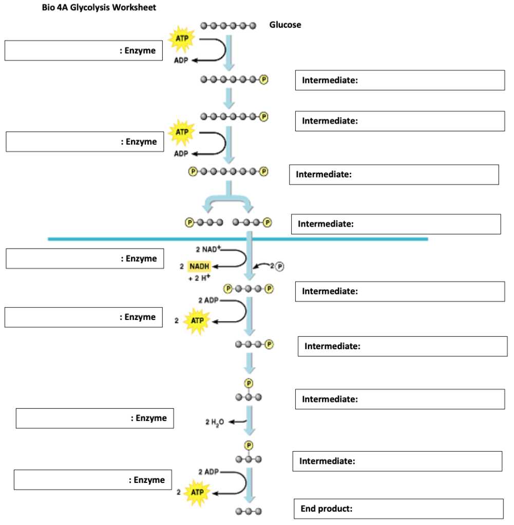 biology chapter 9 glycolysis worksheet