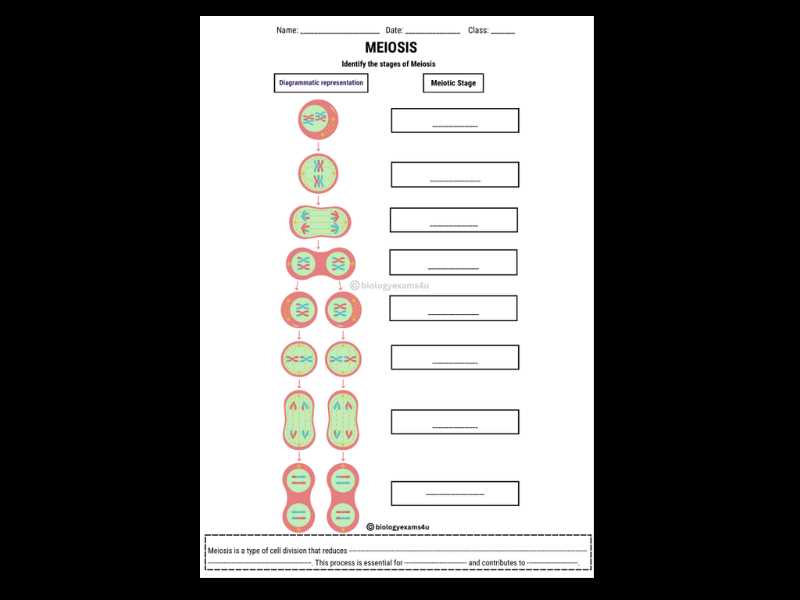 meiosis worksheet