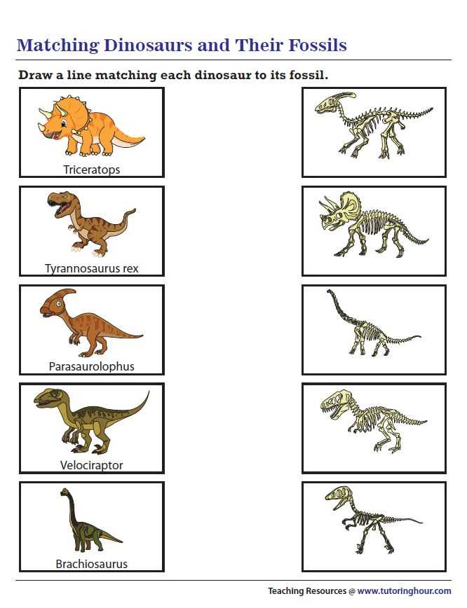 fossil worksheet