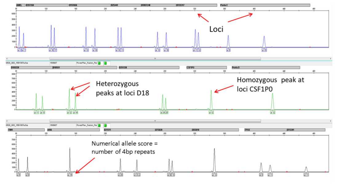 dna profiling using strs worksheet